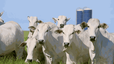 agro_nacional_ep51_01_credito_divulgacao_tv_brasil_1.png