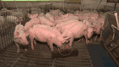 tv_brasil_agro_nacional_ep50_01_credito_divulgacao_tv_brasil.png