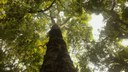 Amazônia 2.jpg