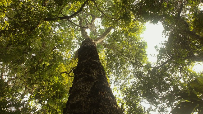 Amazônia 2.jpg Imagem: Episódio 1 - Parque Nacional da Amazônia