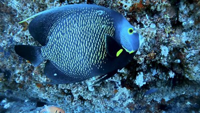 Espécies da fauna em Guarapari, no litoral capixaba / Crédito: Divulgação / TV Brasil Espécies da fauna em Guarapari, no litoral capixaba / Crédito: Divulgação / TV Brasil