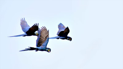 Rastro dos Bichos acompanha espécies como arara-azul-de-lear / Crédito: Adriano Gamparini / Cambará Filmes Rastro dos Bichos acompanha espécies como arara-azul-de-lear / Crédito: Adriano Gamparini / Cambará Filmes