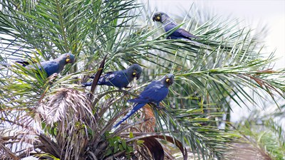 Rastro dos Bichos acompanha espécies como arara-azul-de-lear / Crédito: Adriano Gamparini / Cambará Filmes Rastro dos Bichos acompanha espécies como arara-azul-de-lear / Crédito: Adriano Gamparini / Cambará Filmes