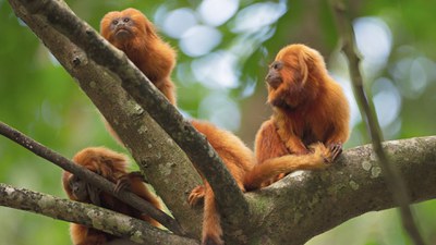 Rastro dos Bichos mostra mico-leão-dourado / Crédito: Adriano Gamparini / Cambará Filmes Rastro dos Bichos mostra mico-leão-dourado / Crédito: Adriano Gamparini / Cambará Filmes